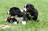 BORDER COLLIE 1312